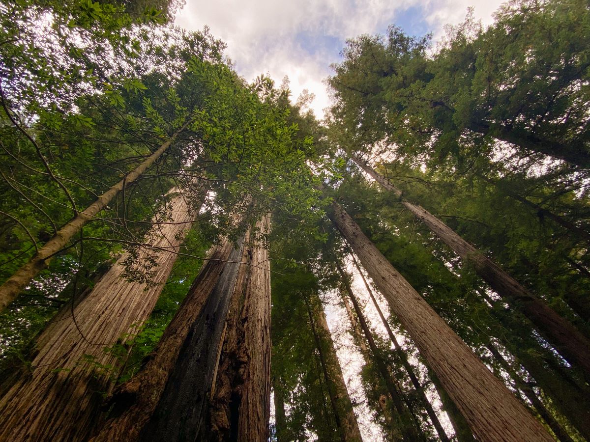 14+ Incredible Things to Do in Redwood National & State Parks