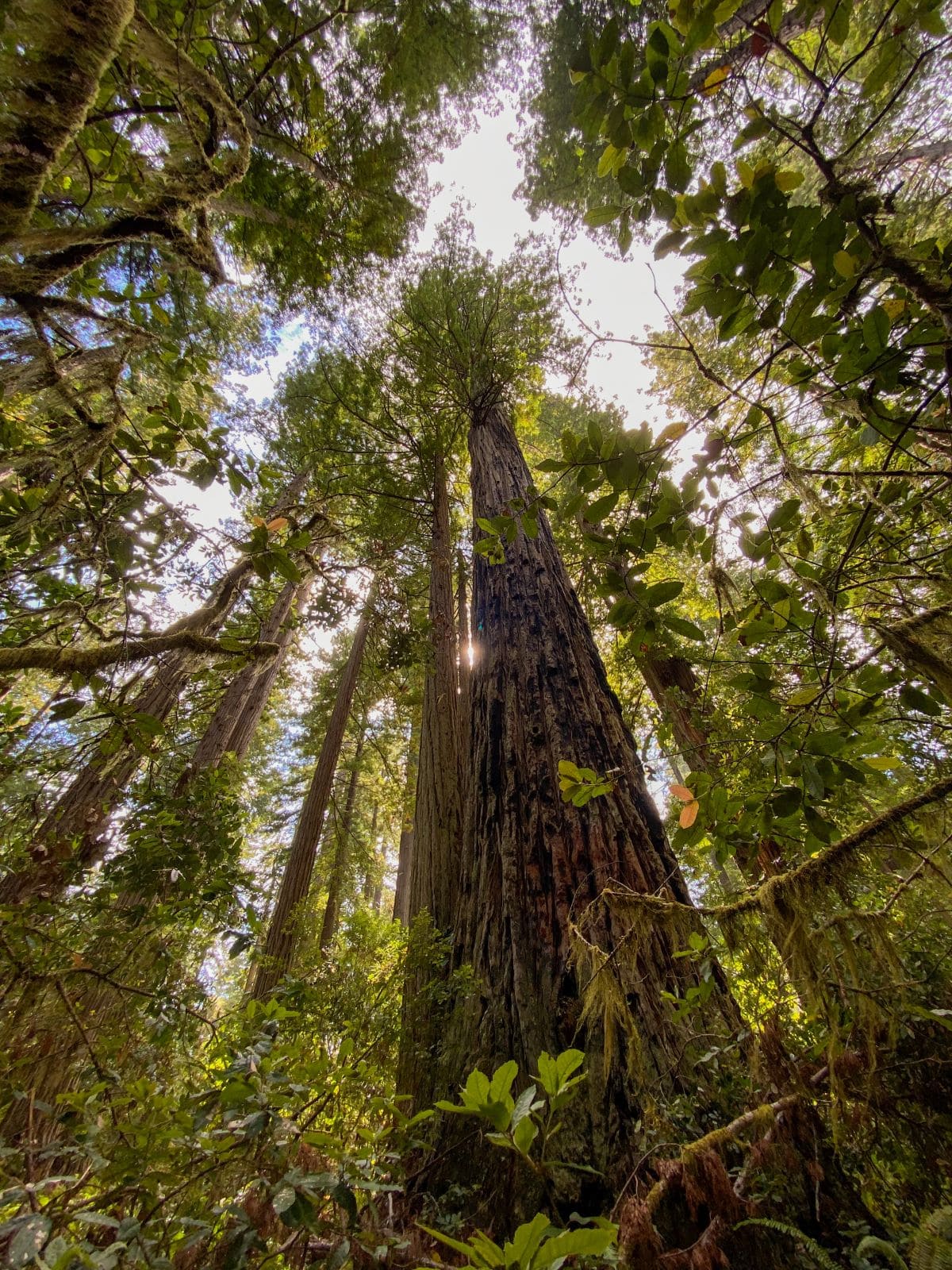lady bird johnson grove redwood national park