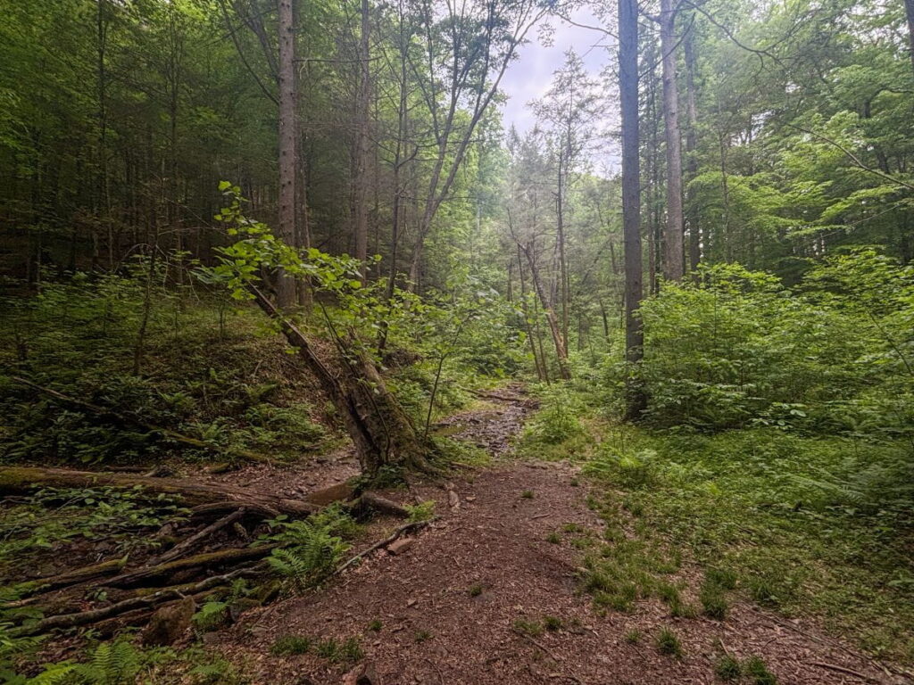 auxier branch trail