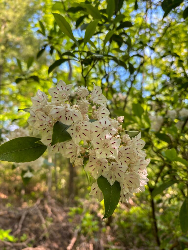 mountain laurels red river gorge