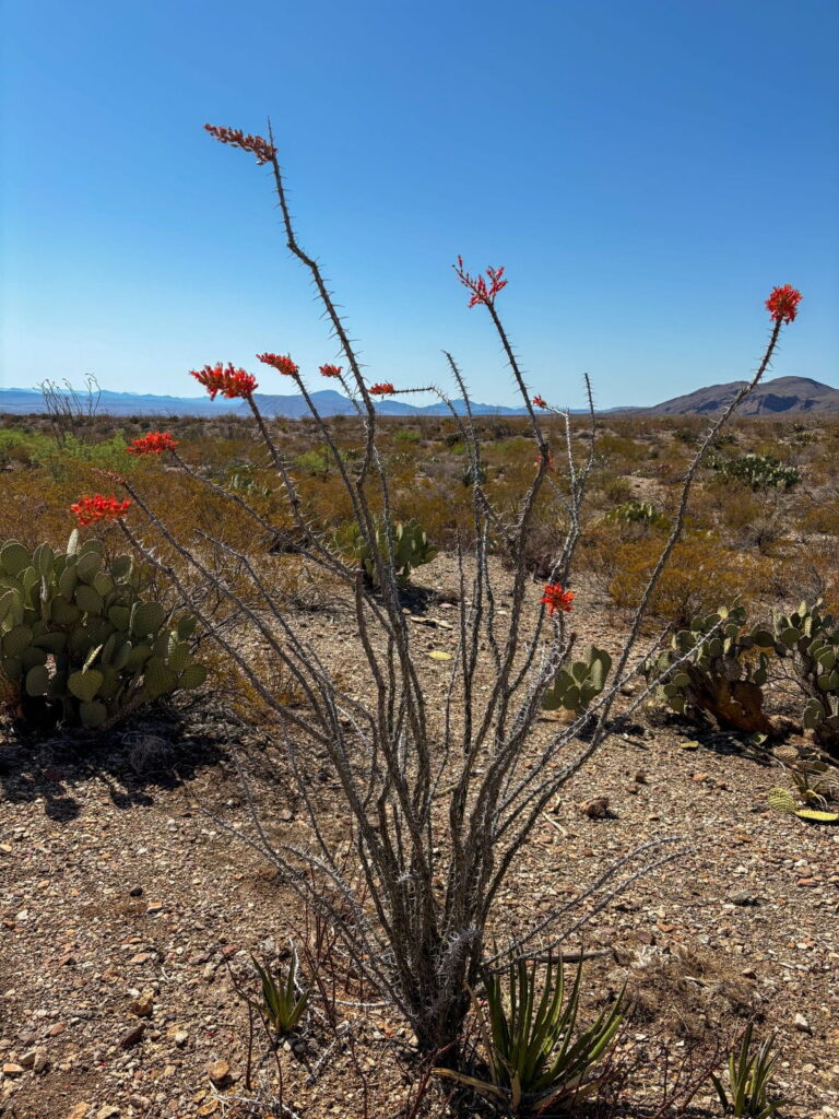 ocotillo plant big bend