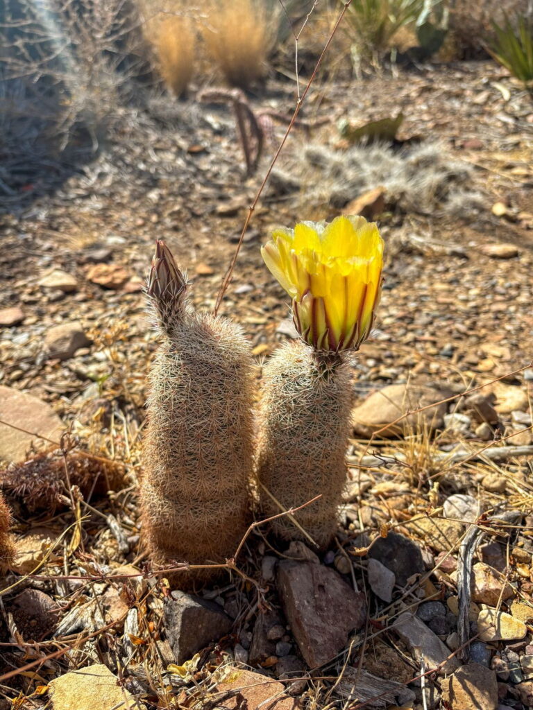 texas rainbow cactus big bend